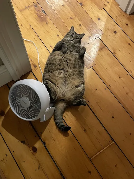 Crown Veterinary Specialists Picture 5