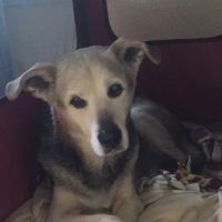 Round Valley Animal Hospital ico