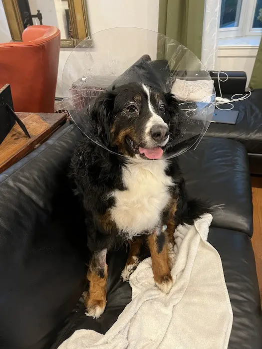 Califon Animal Hospital Picture 5