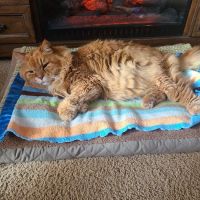 Califon Animal Hospital ico