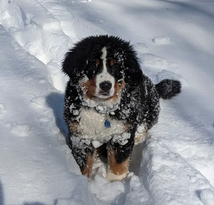 Califon Animal Hospital Picture 3