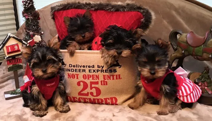 The Yorkie Collection Picture 3