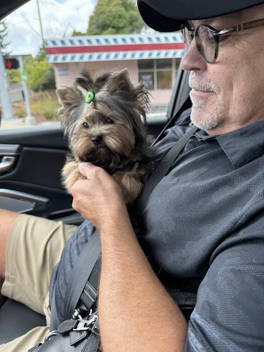 The Yorkie Collection Picture 2