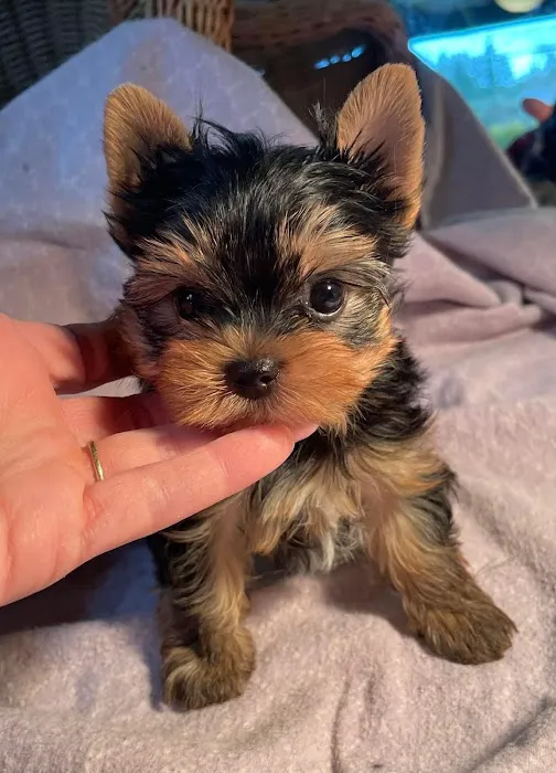 The Yorkie Collection Picture 1