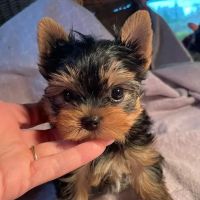 The Yorkie Collection ico