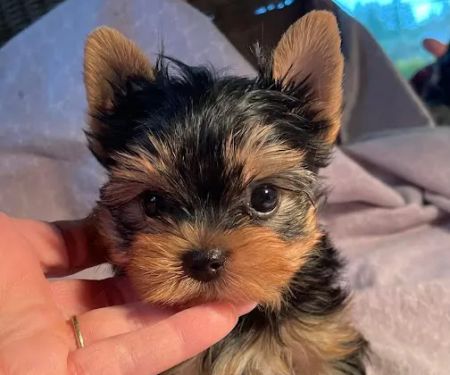 The Yorkie Collection