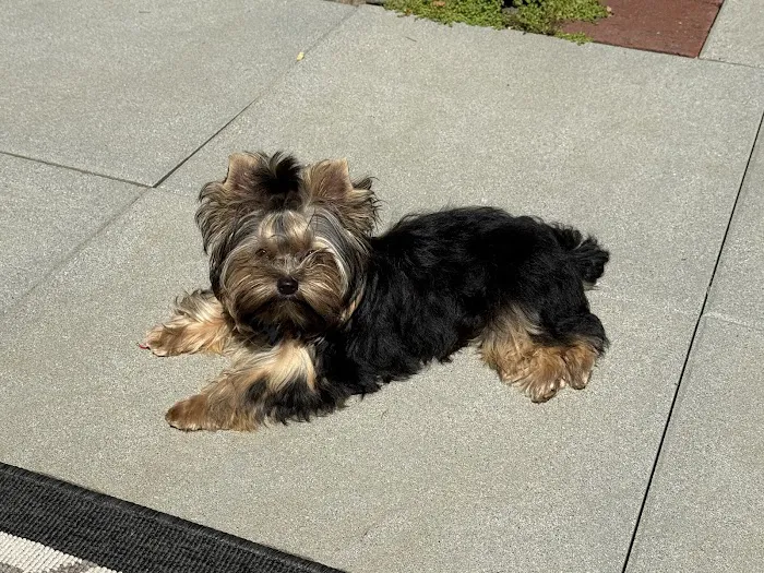 The Yorkie Collection Picture 6