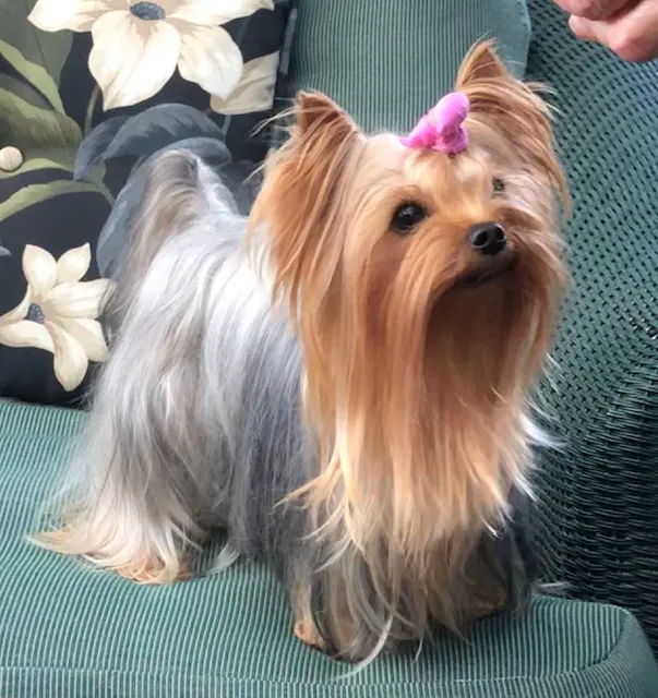 The Yorkie Collection Picture 4