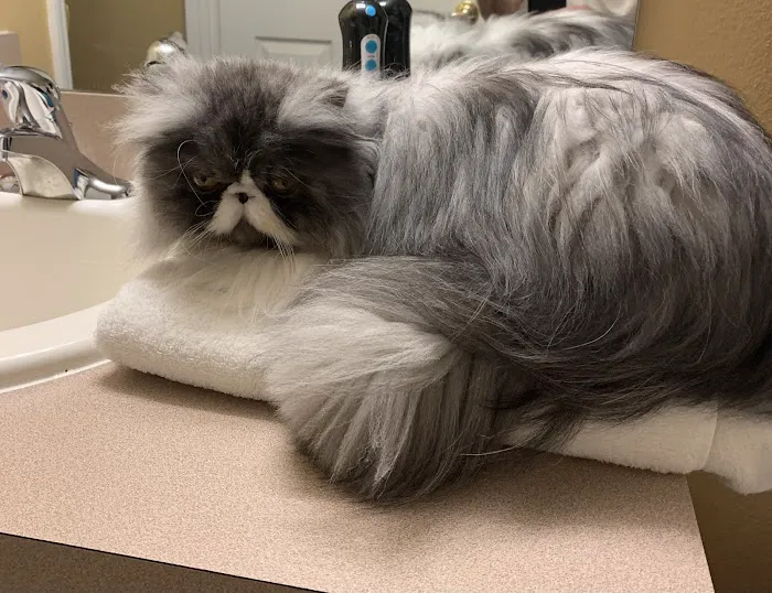 Acoaxet Veterinary Clinic: Grossi Cathy A DVM Picture 3