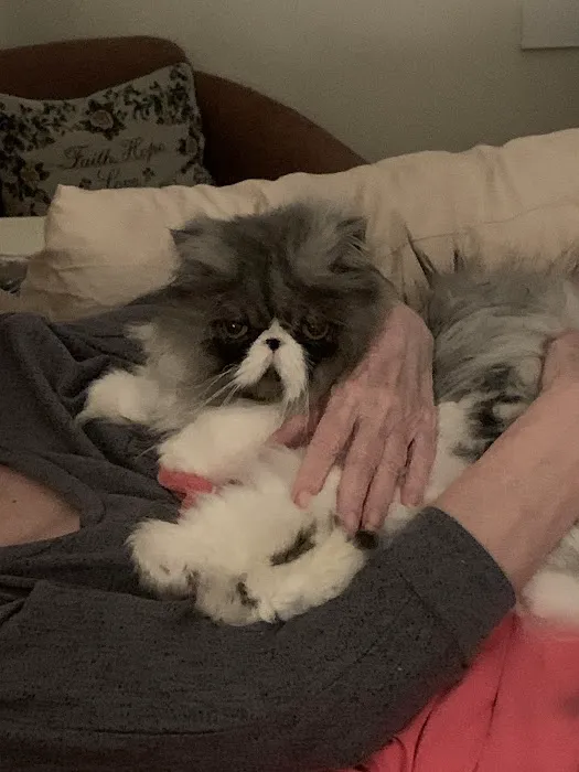 Acoaxet Veterinary Clinic: Grossi Cathy A DVM Picture 2