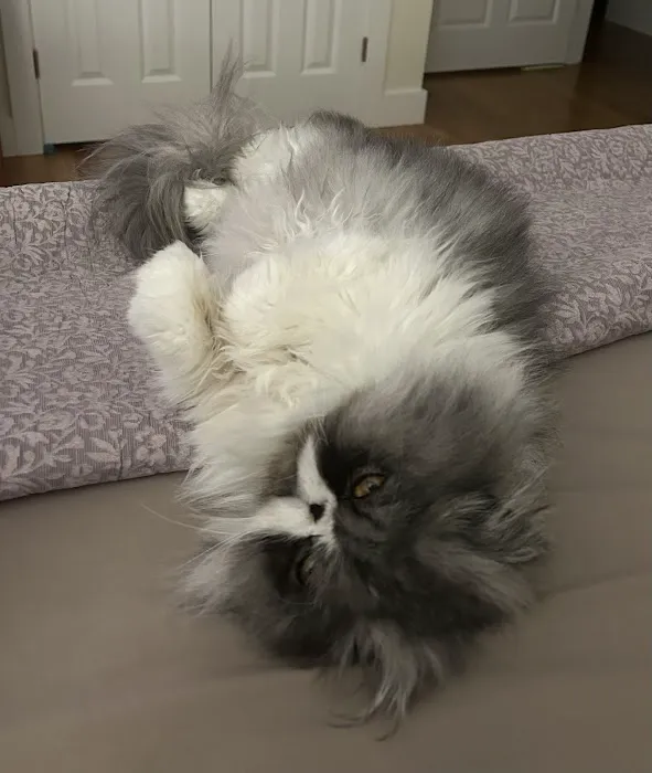 Acoaxet Veterinary Clinic: Grossi Cathy A DVM Picture 1