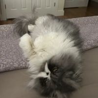 Acoaxet Veterinary Clinic: Grossi Cathy A DVM ico