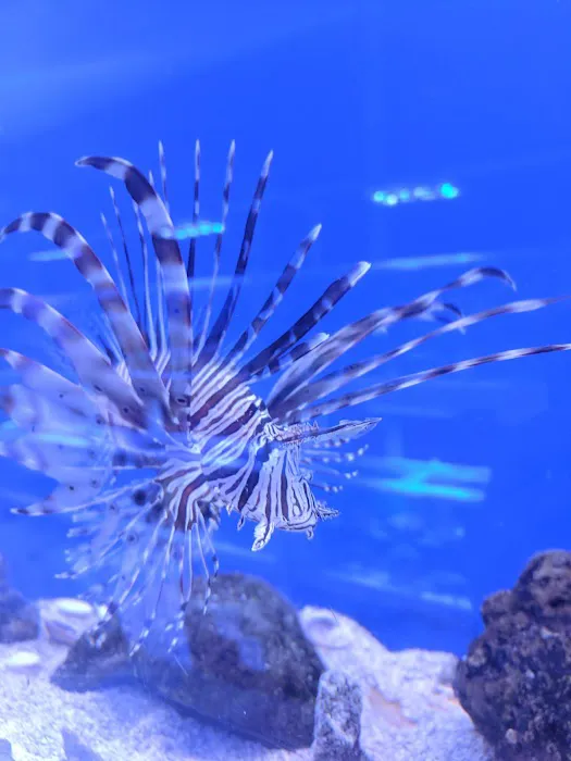 Upscales-Fish & Reptiles LLC Picture 4