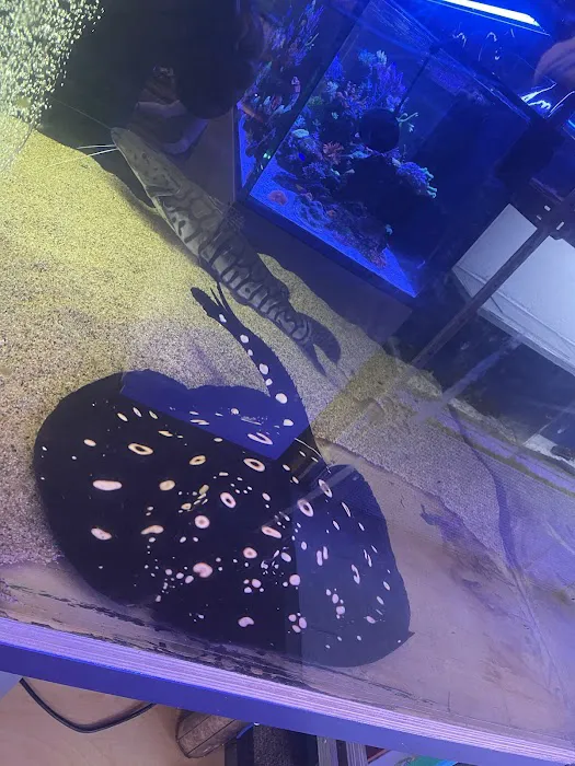 Upscales-Fish & Reptiles LLC Picture 3