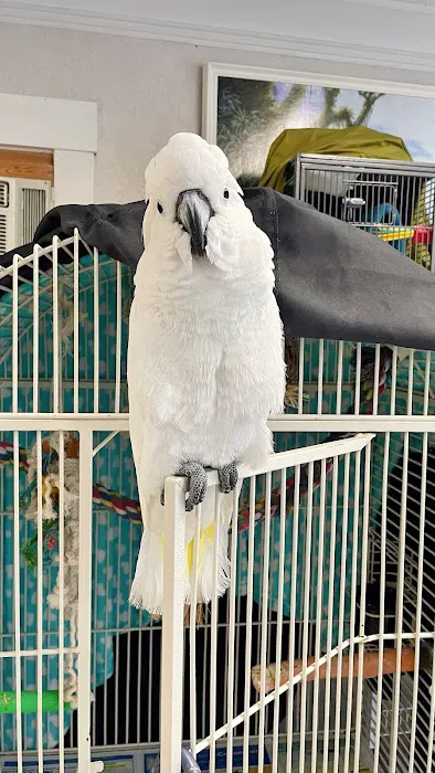 BiZee Bird Store Picture 7