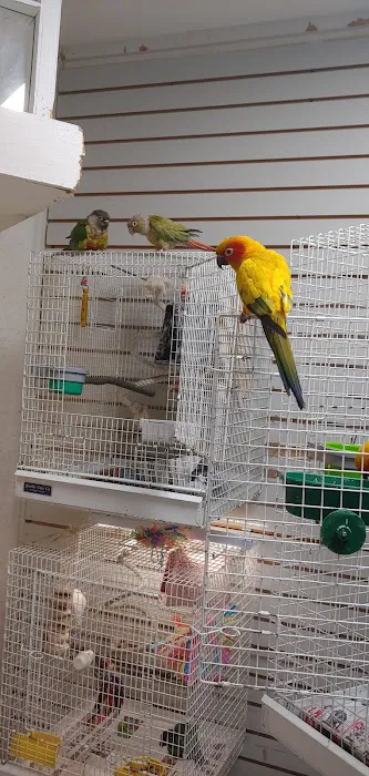 BiZee Bird Store Picture 1