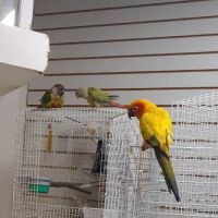 BiZee Bird Store ico