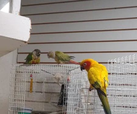 BiZee Bird Store