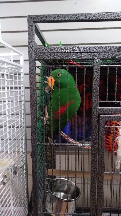 BiZee Bird Store Picture 5