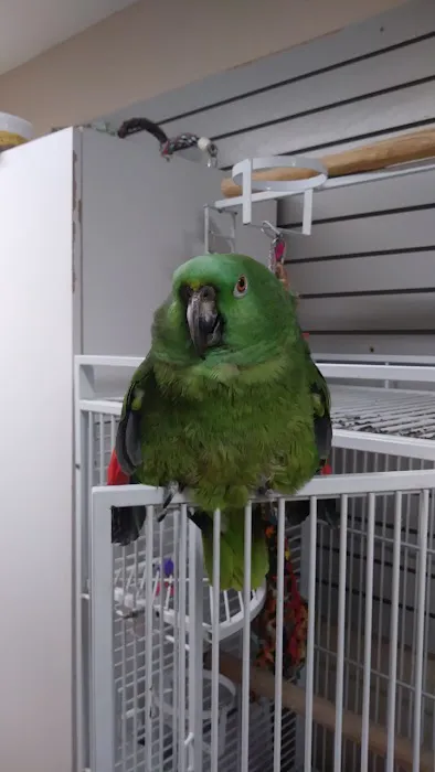 BiZee Bird Store Picture 4