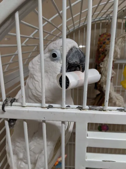 BiZee Bird Store Picture 10