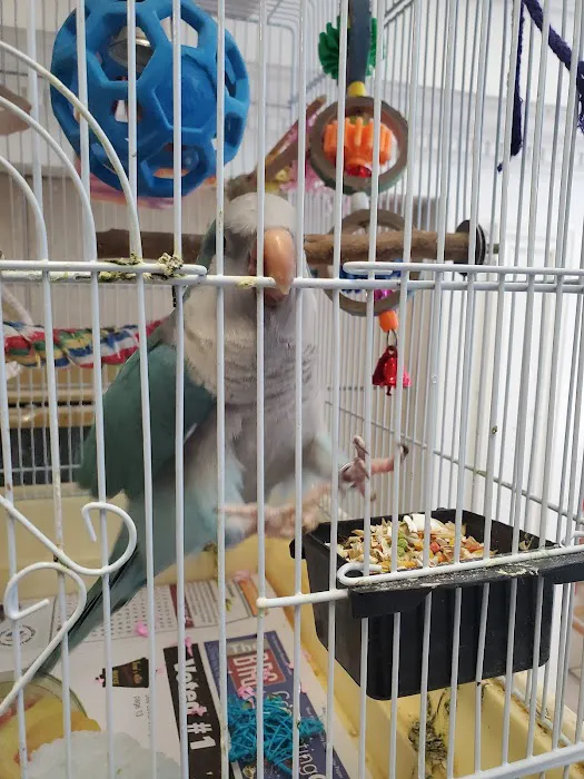 BiZee Bird Store Picture 8