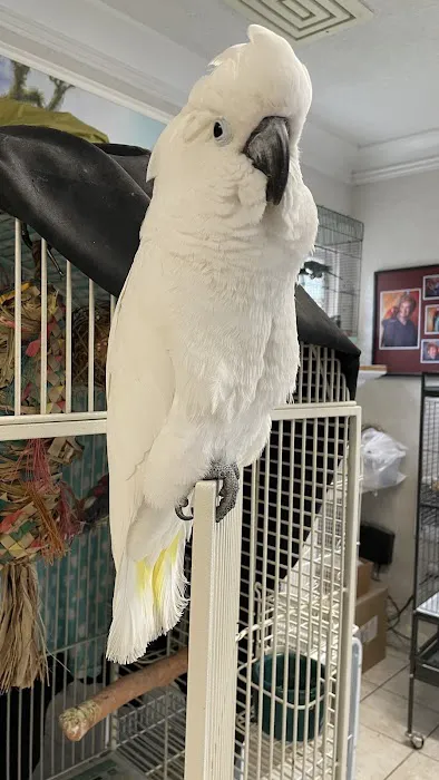 BiZee Bird Store Picture 9