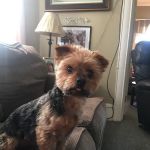 Sylvan Animal Clinic