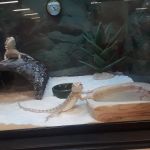 Petco