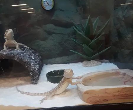 Petco