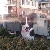 Fall River Animal Hospital ico