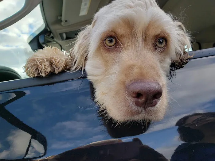 Fall River Animal Hospital Picture 7