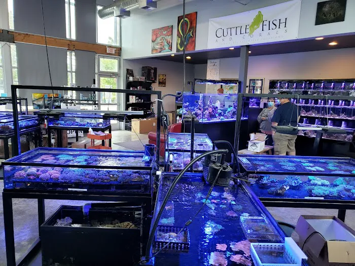 Cuttle Fish and Corals Picture 2