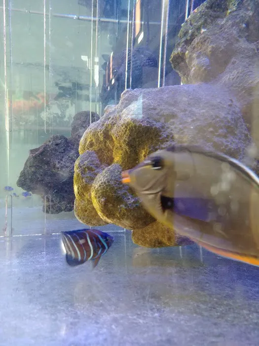 Cuttle Fish and Corals Picture 4