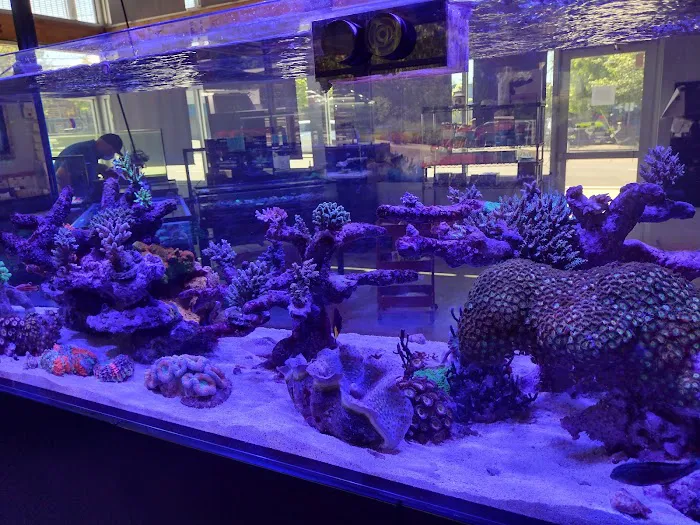 Cuttle Fish and Corals Picture 6