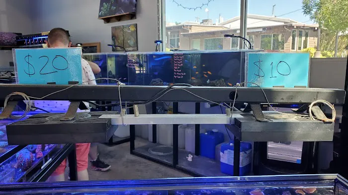 Cuttle Fish and Corals Picture 5