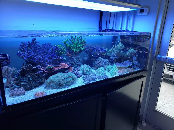 Cuttle Fish and Corals Picture 9