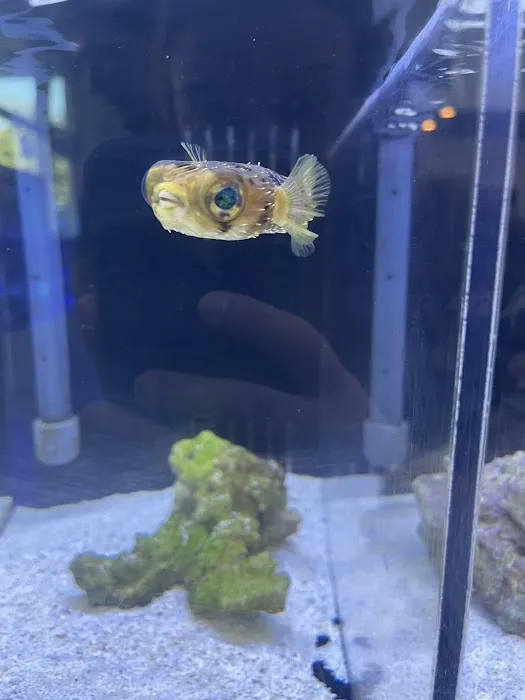 Cuttle Fish and Corals Picture 7