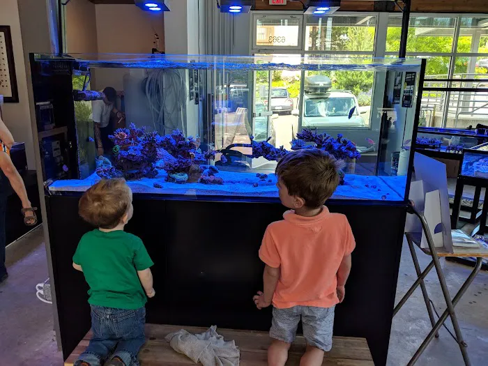 Cuttle Fish and Corals Picture 8