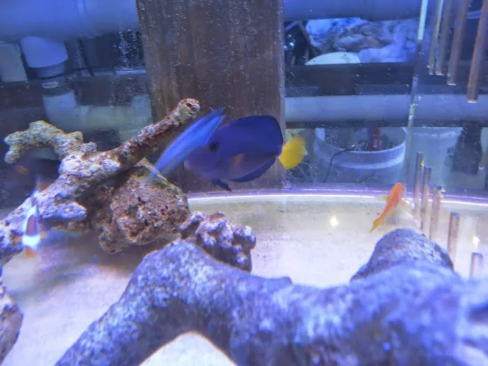 Cuttle Fish and Corals Picture 10