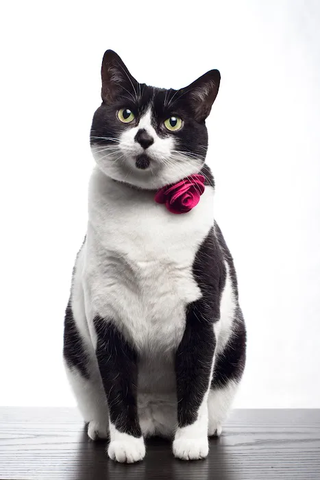 Sweet Pickles Designs - Pet Boutique + Design Center Picture 4