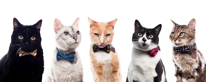 Sweet Pickles Designs - Pet Boutique + Design Center Picture 7