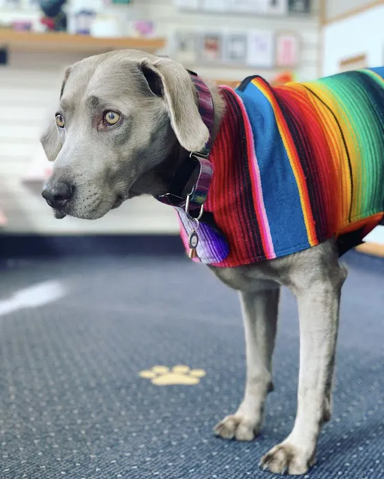 Sweet Pickles Designs - Pet Boutique + Design Center Picture 1