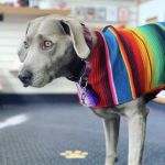 Sweet Pickles Designs - Pet Boutique + Design Center