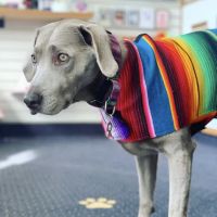 Sweet Pickles Designs - Pet Boutique + Design Center ico