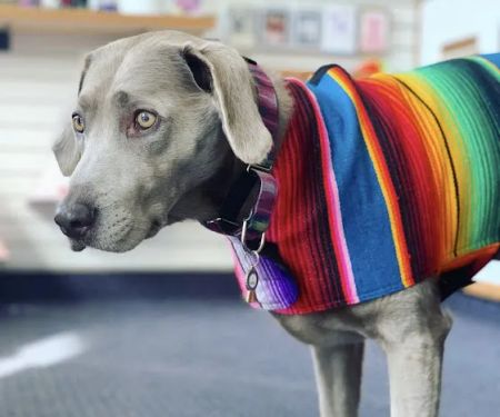Sweet Pickles Designs - Pet Boutique + Design Center