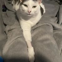 Somerset Animal Hospital ico