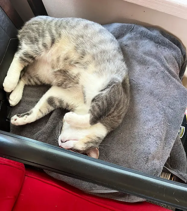 Somerset Animal Hospital Picture 4