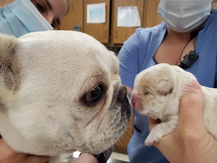 Anchor Animal Hospital Picture 8