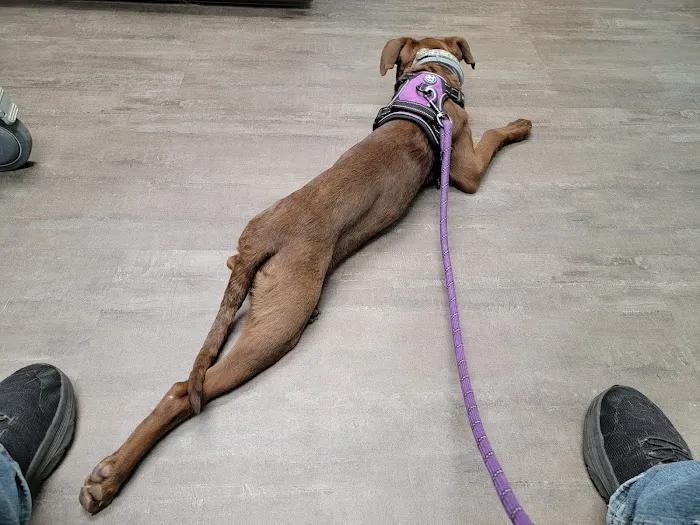 Anchor Animal Hospital Picture 2
